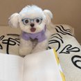 thumbnail image 3 of Dog & Cat Decorative Glasses, Pet Accessories, 3 of 4