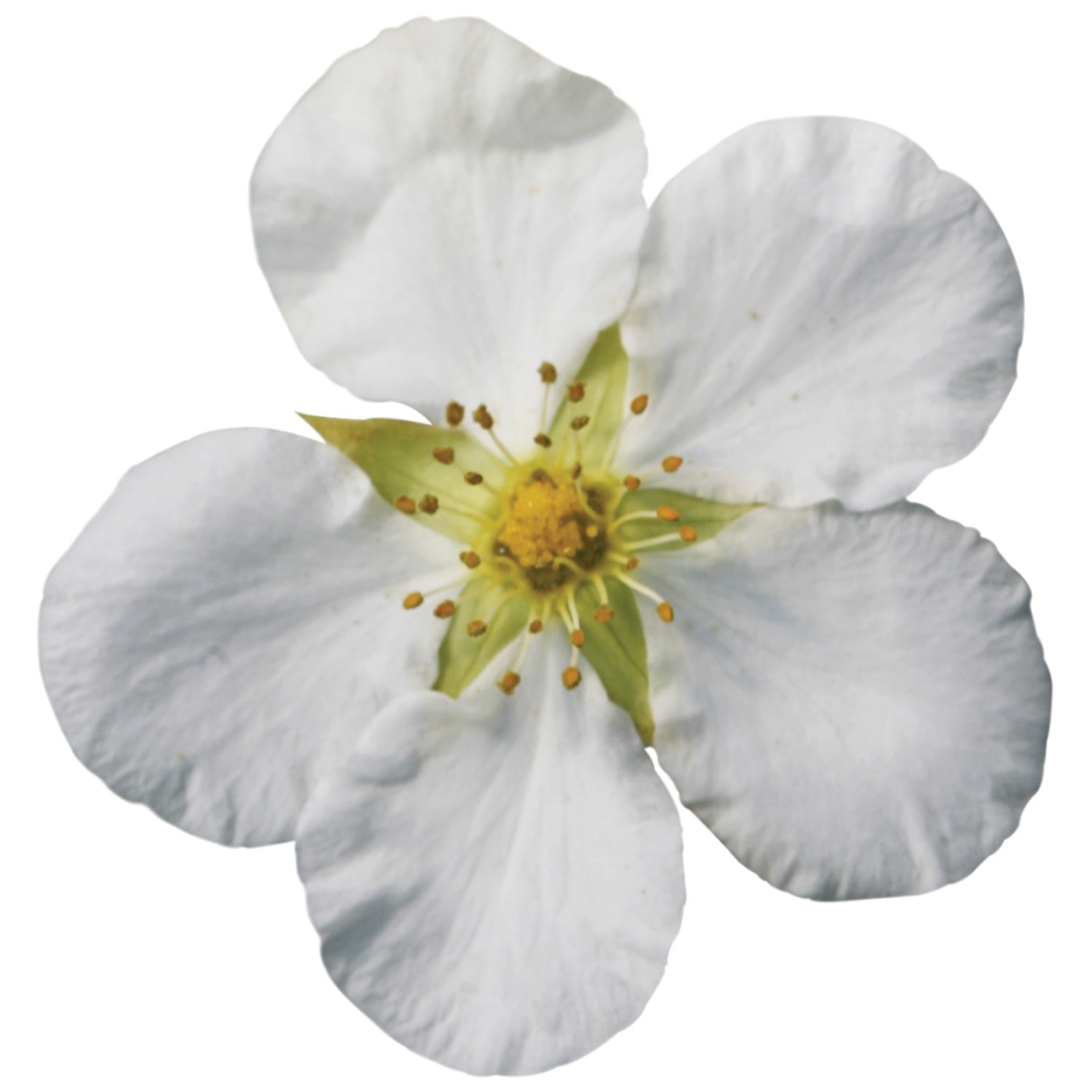 Proven Winners ColorChoice 5" Happy Face White Potentilla Live Plant in 4.5" Pot (4 Count)