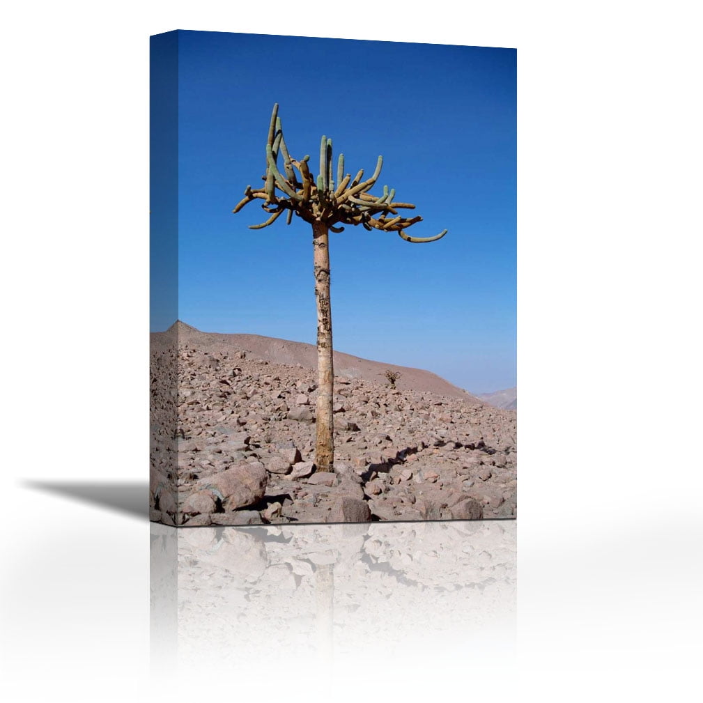 Candelabra Cactus , Lluta River Valley, Atacama Desert, Chile Contemporary Fine Art Giclee on