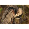 thumbnail image 2 of Kaveney, Wendy 14x11 White Modern Wood Framed Museum Art Print Titled - FL, Everglades NP Great blue heron preening, 2 of 4