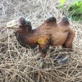 thumbnail image 5 of PEACNNG Mini Size Lifelike Wild Animal Toy Plastic Desert Camel Action Figure Hollow Model Gift, 5 of 5