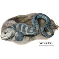 thumbnail image 2 of CafePress - Wolf Eel Mug - 11 oz Ceramic Mug - Novelty Coffee Tea Cup, 2 of 4
