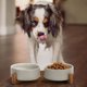 thumbnail image 5 of Cuenco de cerámica para perros y gatos con soporte de madera, juego de agua y comida ponderada esmaltada antideslizante para gatos y perros pequeños, 5 of 5