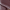 Burgundy, variant on Time and Tru Women's Block Heel Ballet Shoes