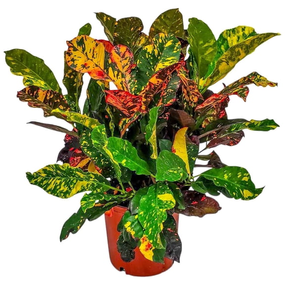 Tropical Plants of Florida 24" to 28" Croton Magnificent Plant; Partial to Full Sunlight
