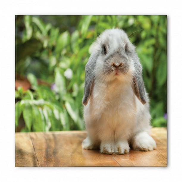 bunny bandana photo of holland lop rabbit unisex head and neck tie by ambesonne walmart com