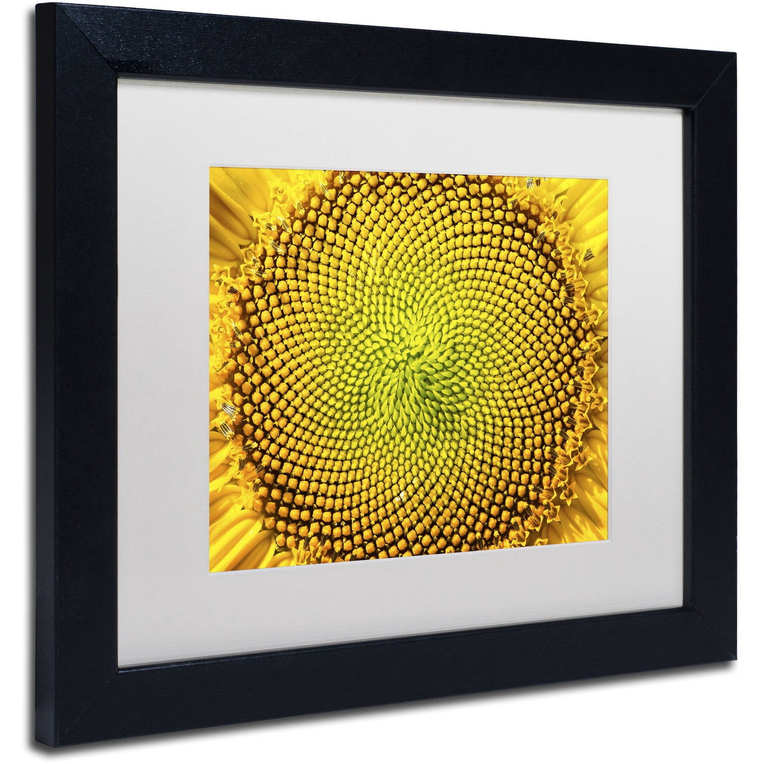 Trademark Fine Art "Cosmic Patterns in Nature" Canvas Art by Kurt Shaffer, White Matte, Black Frame