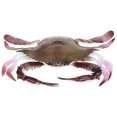 thumbnail image 1 of Crab Figure Sea Life Animal Figurine Realistic Sea Creature Model Role Play Educational Prop, 1 of 7