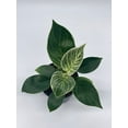 thumbnail image 6 of Philodendron Birkin, 4 inch, White Wave, Mermaid's Tail, 6 of 9