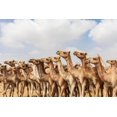 thumbnail image 2 of Wilson, Emily 32x23 White Modern Wood Framed Museum Art Print Titled - Africa-Egypt-Cairo-Birqash October 5-2018 Camels at the Souq al-Gamaal weekly camel market, 2 of 4