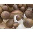 thumbnail image 3 of Frank, Assaf 24x19 Black Modern Framed Museum Art Print Titled - Close-up of mushrooms, 3 of 5