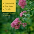 thumbnail image 4 of 2 Dwarf Pink Crepe Myrtles | Live Plants in 2.5-inch Nursery Cubes | Drought-Tolerant Deciduous Shrubs and Trees | Stunning Pink Blooms for Outdoor Home & Garden Landscaping, 4 of 10