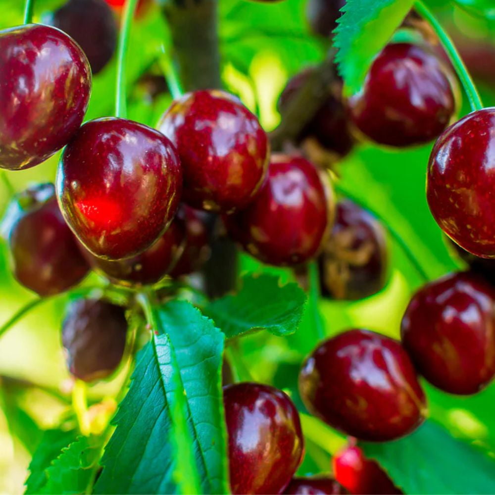 Expert Gardener 3-4 ft tall Lambert Semi-Dwarf Fruiting Cherry Live Tree in 7-Gallon Grower Pot