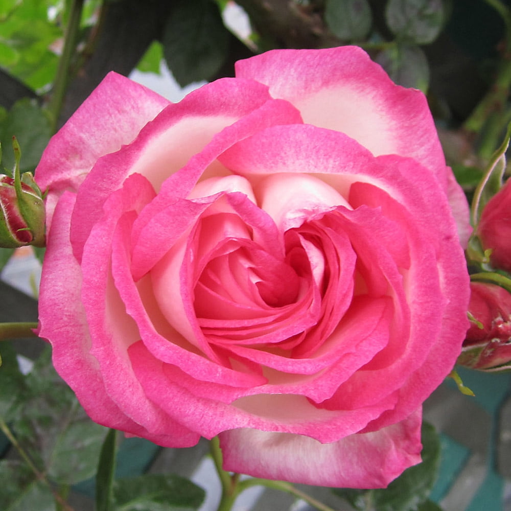 Heirloom Roses Rose Bush - Kiss Of Desire Climbing Roses , Live Rose Plant