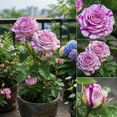 thumbnail image 4 of Rose, Low Maintenance - Easy Grow - Ideal for Beds Borders, Plant Pots & Planters, 4 of 7