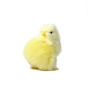 Simulation Plush Chick Toy Easter Realistic Miniature Furry Chicken Model