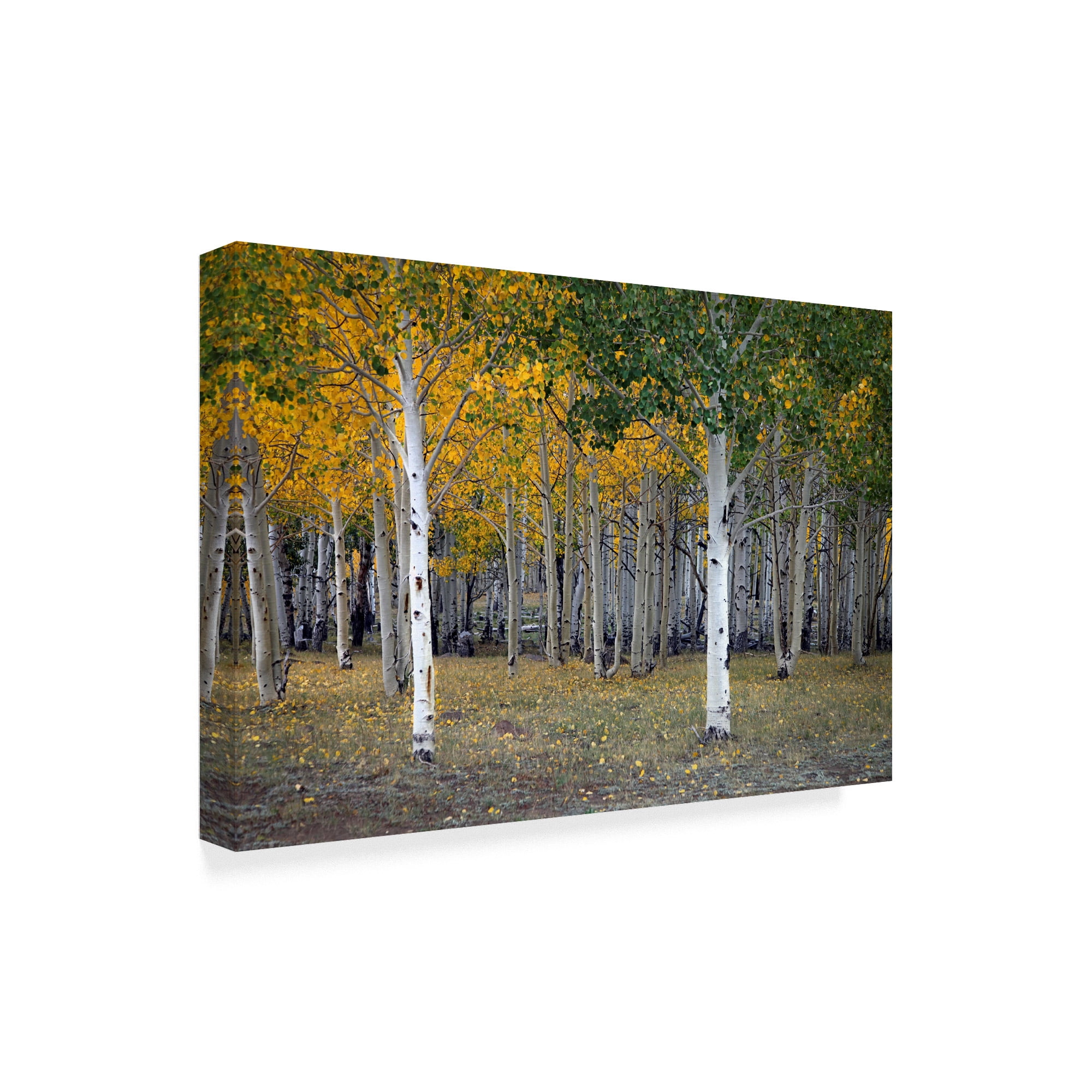 Trademark Fine Art 'Dixie Forest, Ut' Canvas Art by J.D. Mcfarlan