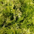 thumbnail image 4 of Proven Winners ColorChoice Soft Serve Gold Cypress Live Shrub (2 Gallon), 4 of 9