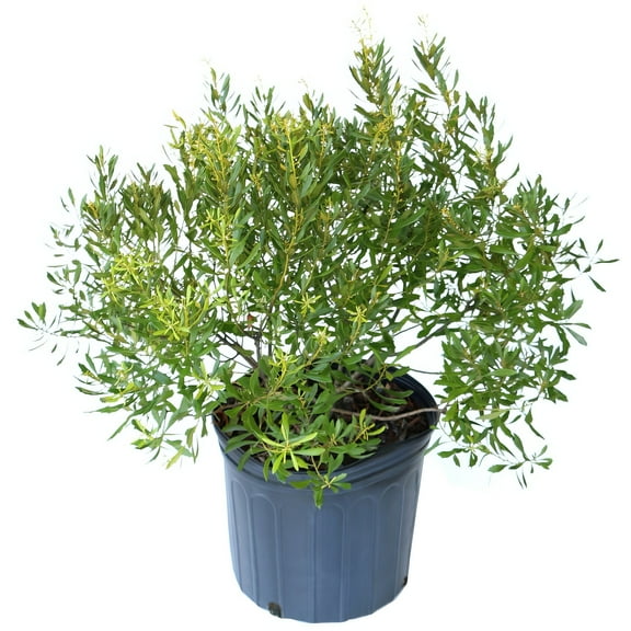Live Shrub 3 gal Dwarf Wax Myrtle with Full Sunlight