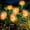 Pink_Peony, variant on Oziral Solar Flowers Garden Lights Outdoor, 2 Pack Waterproof LED Solar Stakes, Patio Lawn Grave Backyard Pathway Yard Decor, 8 Modes, Green