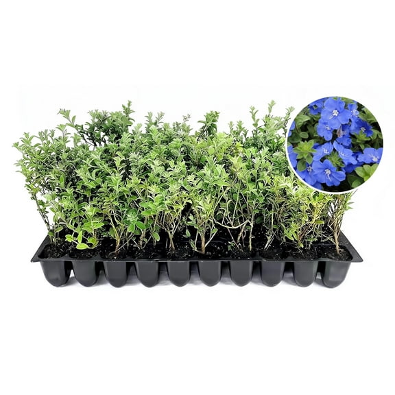 Blue Daze  10 Live Plants  Evolvulus glomeratus  Heat Tolerant Ground Cover  Year-Round Flowering Plant for Gardens & Landscapes
