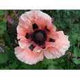 thumbnail image 2 of Seedville 100 Princess Victoria Louise Oriental Poppy Seeds, Papaver Orientale Flower, 2 of 5