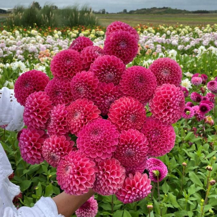 TASC Flower Bulbs Dahlia Ball Jowey Frambo (2 Bulbs)