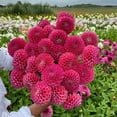 thumbnail image 1 of TASC Flower Bulbs Dahlia Ball Jowey Frambo (2 Bulbs), 1 of 1