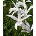 thumbnail image 3 of White Variegated Hardy Orchid - Bletilla striata 'Alba Variegata' - Bareroot, 3 of 3