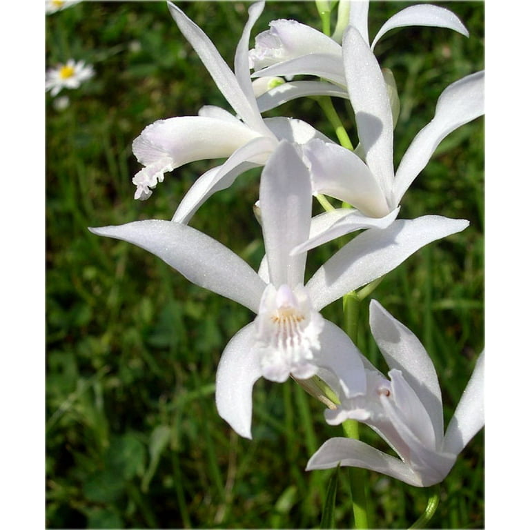 White Variegated Hardy Orchid - Bletilla striata 'Alba Variegata' -  Bareroot - Walmart.com