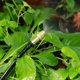 thumbnail image 1 of Rociador de rociador ajustable de 10 piezas, boquilla de cabeza de enfriador de rociador de rosca de orificio ajustable negro para herramienta de jardinería Banban LingWen 8390615910248, 1 of 1