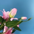 thumbnail image 5 of 6 Heads Pink Calla Lily Artificial Flowers, 31.5" Lifelike Large Real Touch Fake Lily Silk Flowers with Long Stems, Faux Lilies Bouquets for Tall Vase Wedding Dining Table Centerpieces Kitchen Home, 5 of 6