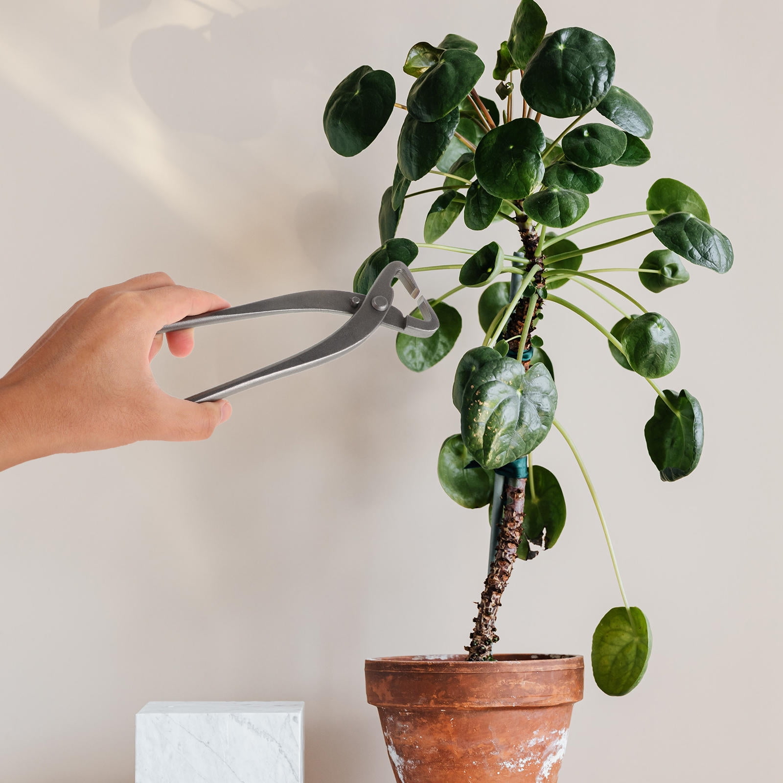 fiddle leaf fig: Ficus lyrata 'Bambino' (Dwarf Fiddle Leaf Fig) – The Victorian Atlanta