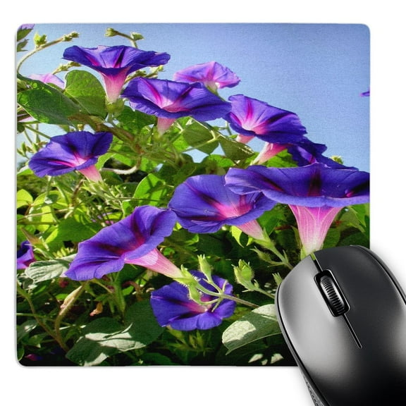 3dRose, Deep Purple Morning Glory Climbing Plant-Funnel shaped morning glory flower, MousePad