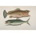 thumbnail image 2 of Epinephelus Gattatus Red Hind & Euthynnus Pelamis Skipjack Poster Print By Mary Evans Natural History Museum, 2 of 4