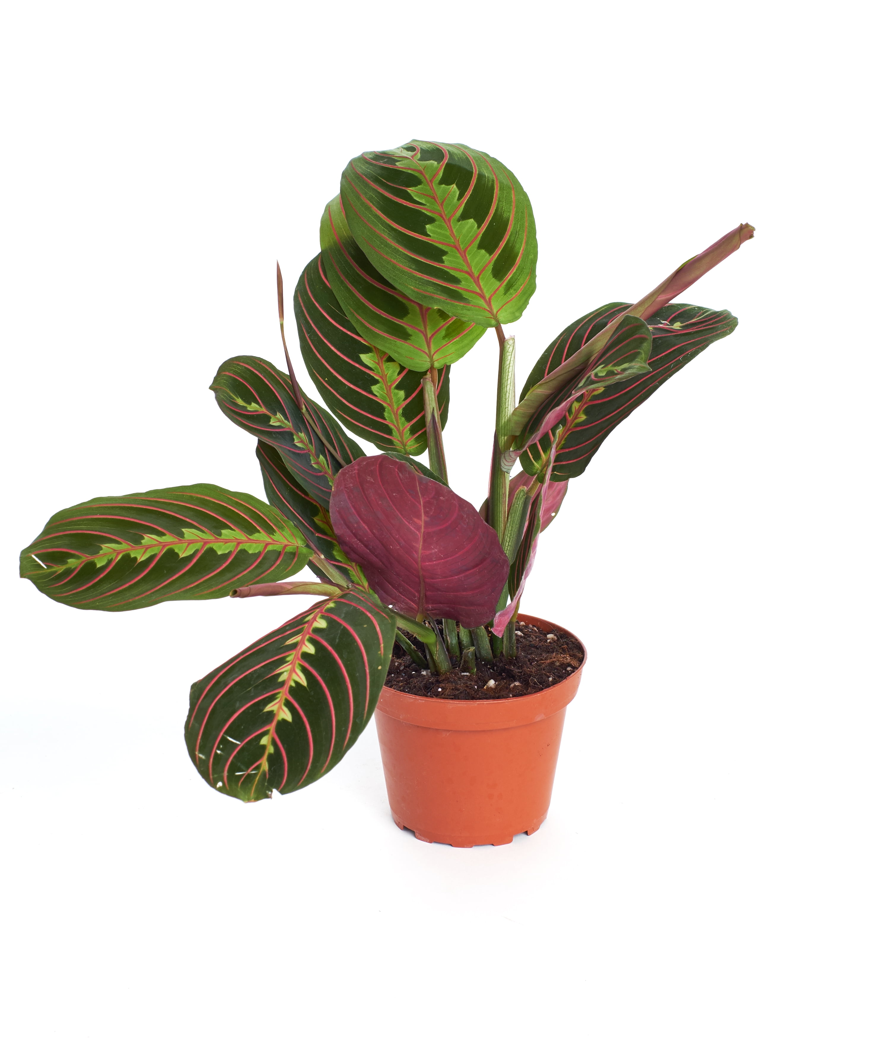 Home Botanicals Live 4&quot; Maranta Red �Prayer Plant� in grow