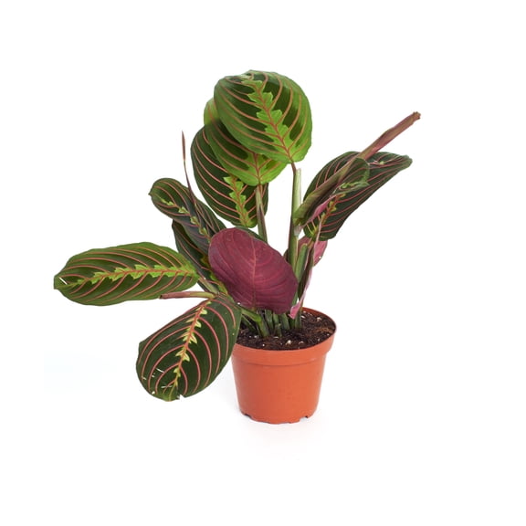 Home Botanicals 4" Red Maranta Prayer Live Plant in 4" Grow Pot, Air Purifying