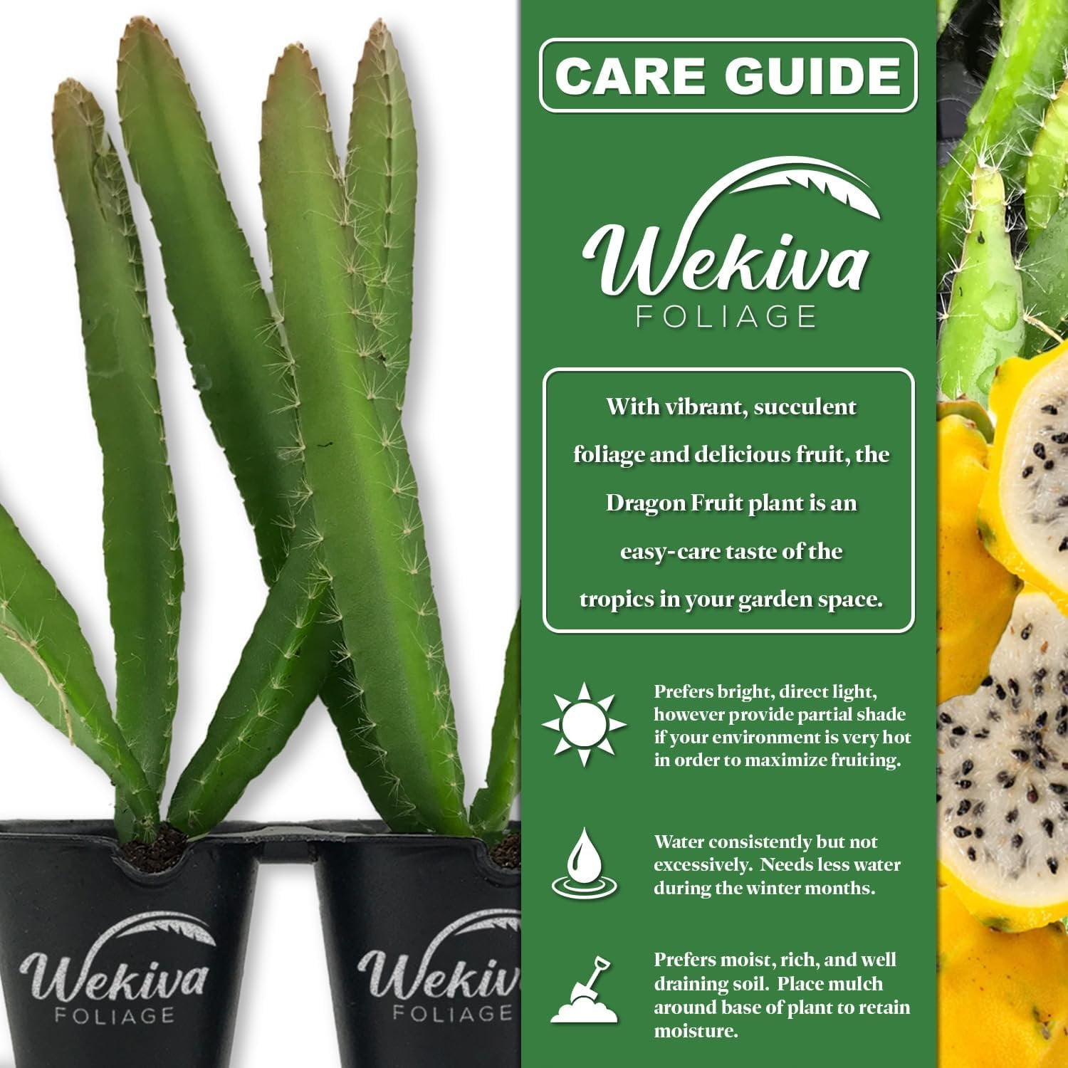 Yellow Dragon Fruit Tree - 2 Live Tissue Culture Starter Plants - Selenicereus Megalanthus - Edible Tropical Fruit Plant from Florida