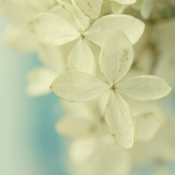 "Hydrangea on Turquoise" Painting Print on Wrapped Canvas