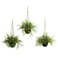 thumbnail image 1 of Ruscus, Sedum & Panier Suspendu Springeri (Lot de 3), 1 of 2