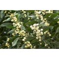 thumbnail image 1 of 20 AUSTRALIAN BLACKWOOD TREE Black Acacia Melanoxylon Wattle Yellow Flower Seeds, 1 of 4