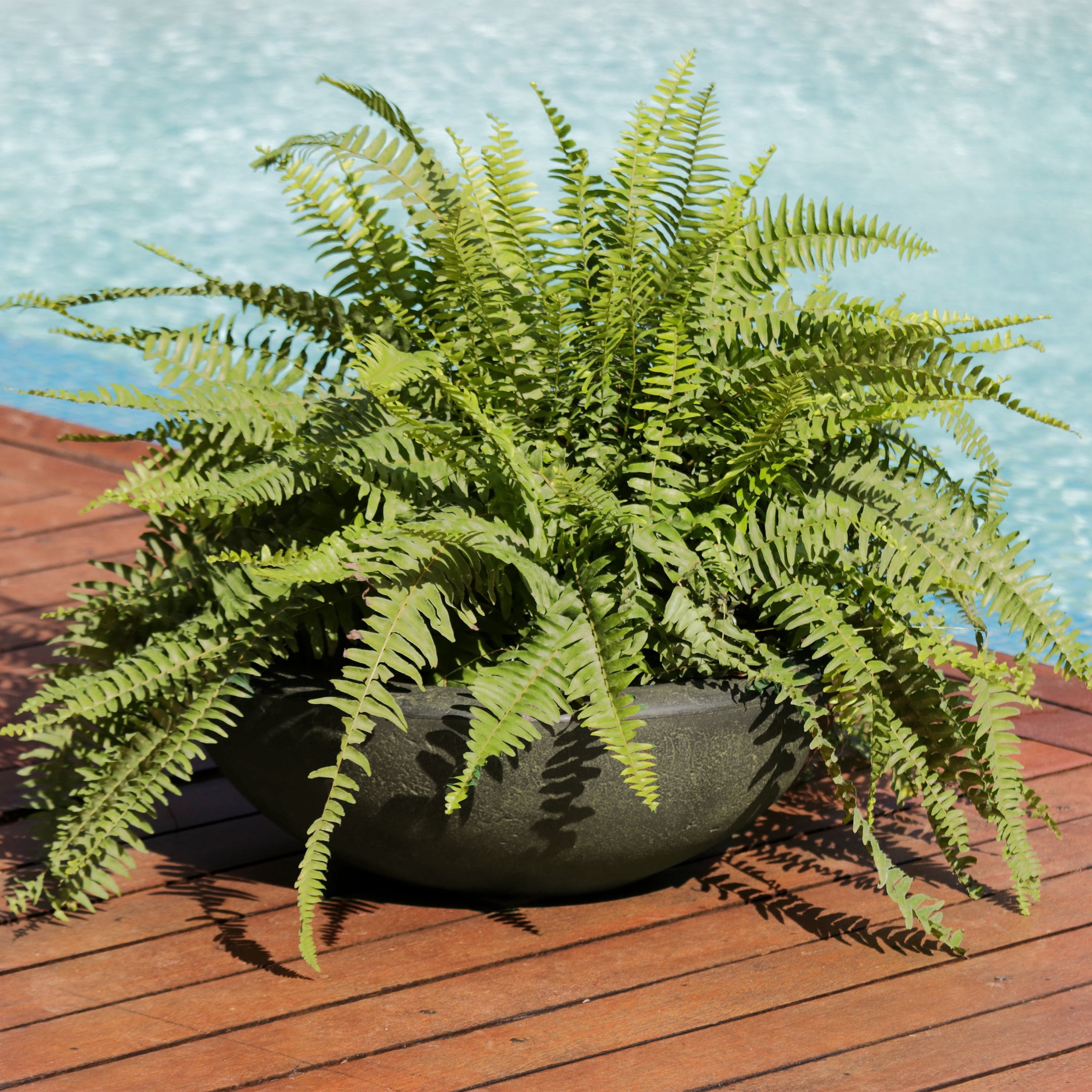 Sunnydaze Percival 20.75" x 20.75" x 11.5" Round Sable Polyresin Outdoor Planter Pot 4-Count