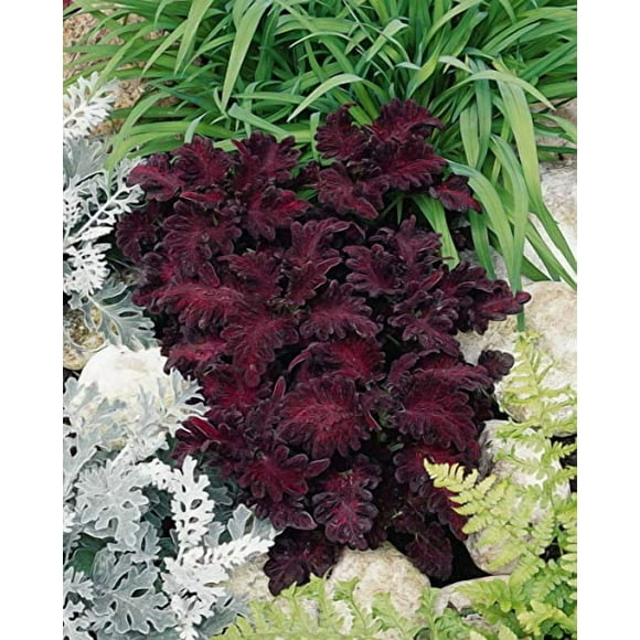 Outsidepride Black Dragon Coleus Seeds - 200 Pcs Annual, Compact, Vibrant & Serrated Foliage, Easy to Gow & Deer-Resistant, Ideal for Shaded Areas, Containers, Borders, Indoor & Outdoor Gardens