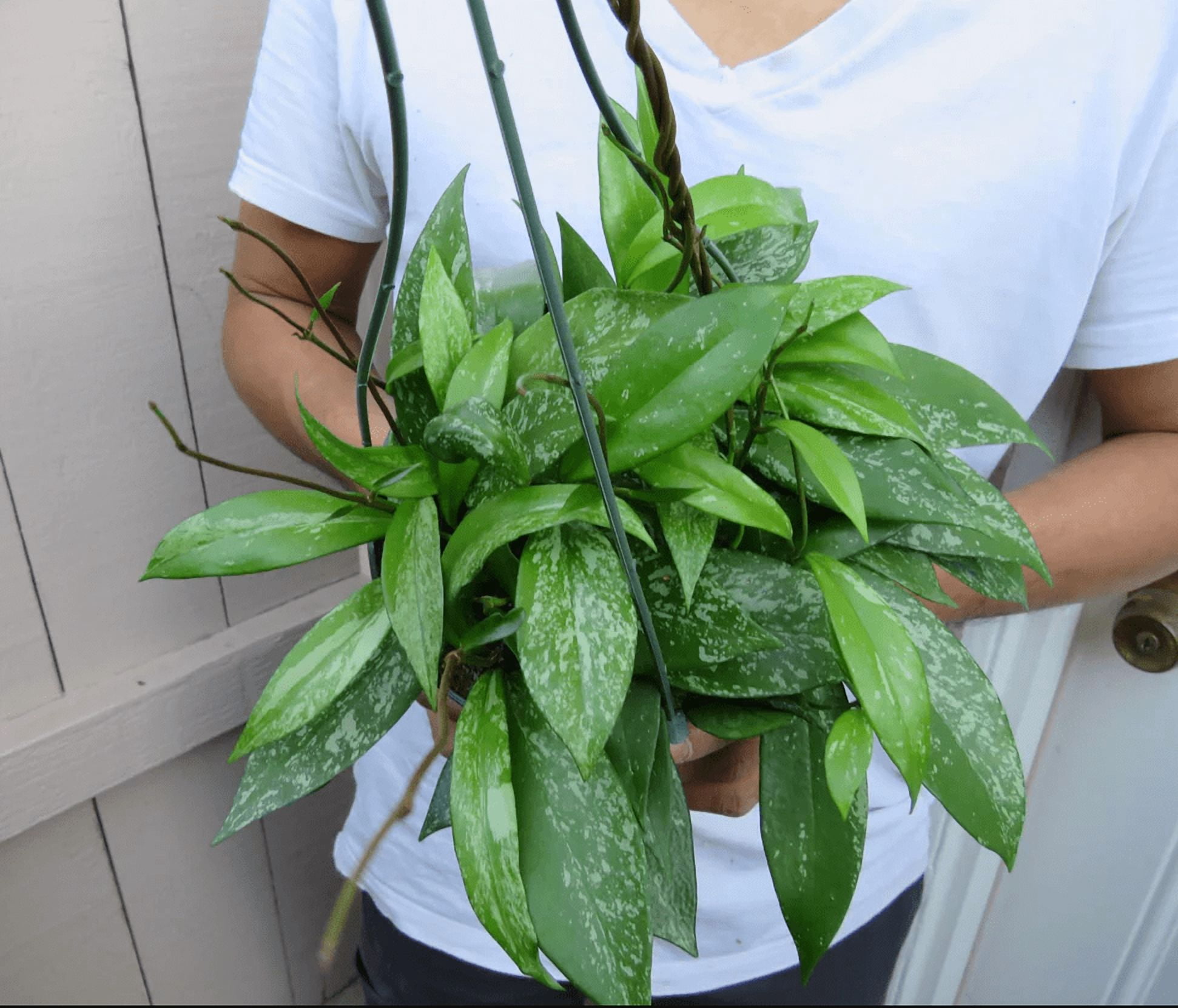 Hoya Plant Live Houseplants, Hoya Pink Flower Sliver Leaf Plant in 4 Inc Pot Bareroot for Planting Indoor Outdoor