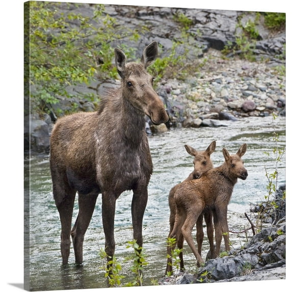 Great BIG Canvas | "Sow Moose And Calves At Waterton National Park; Alberta, Canada" Canvas Wall Art - 30x30