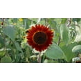 thumbnail image 2 of Procut Red Sunflower Autumn Cut Flowers Premium Seeds Packet, 2 of 2
