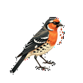 thumbnail image 6 of Realistic Bird Theme Stickers, Waterproof Bird Theme Sticker for Water Bottle Laptop Phone Cases Planner Skateboard Luggage Helmet Party Favor Decor, Ideal for Adults Teens Teacher Rewards, 6 of 9