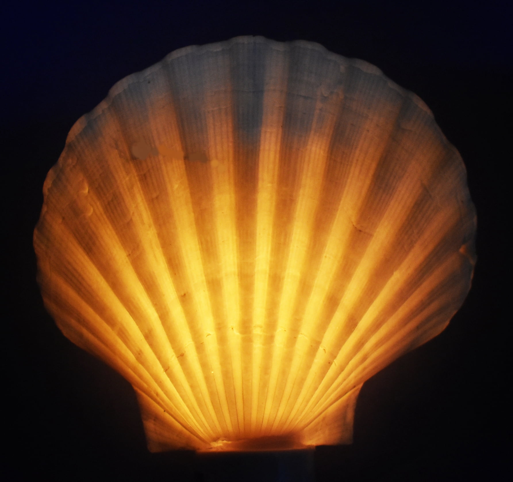 2 Pack: Real Seashell Night Light White Scallop Shell Decorative Beach Cottage Nautical Decor 5" Tall
