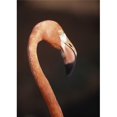 thumbnail image 1 of Posterazzi DPI1878883 Gros Plan du Flamant Rose Affiche Imprimée, 13 x 18, 1 of 1