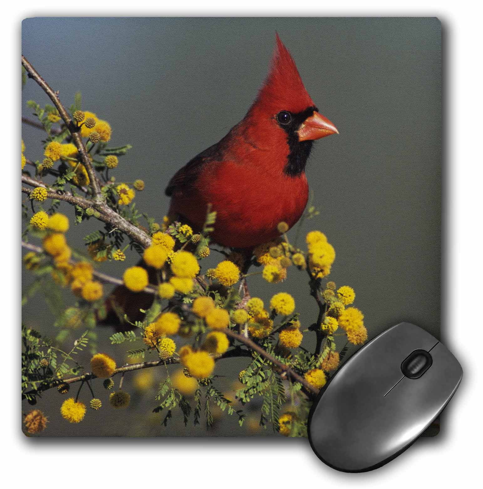 3dRose Northern Cardinal bird, Lake Corpus Christi Texas NA02 RNU0703 Rolf Nussbaumer, Mouse